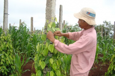 Xây dựng thương hiệu “Hồ tiêu Đăk Song”